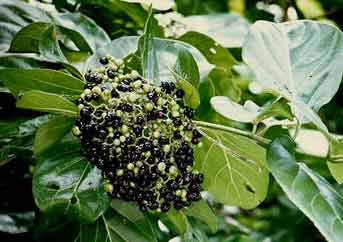 Premna serratifolia image