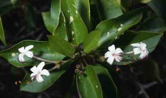 Volkameria inermis image