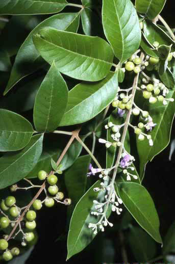 Vitex trifolia image