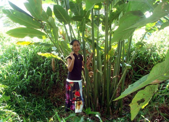 Alpinia carolinensis image